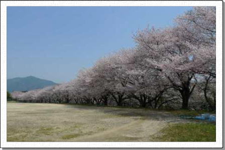 グラウンドの桜並木